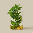 Peppermint