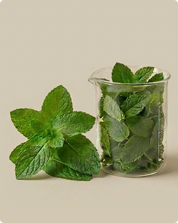 Spearmint
